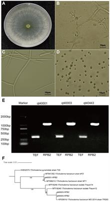 Genome-wide transcriptome profiling reveals molecular response pathways of Trichoderma harzianum in response to salt stress